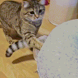 KIKUCK - Katzentwister zum Stress abbauen & bequem zum Schlafen und Entspannen