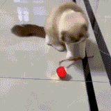 Pfotenblitz - Interaktiver Spielball der zum Jagen animiert